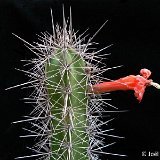 Stenocereus (ex Rathbunia) alamosensis (only one plant! exceptional. Ask for avaibility before ordering)